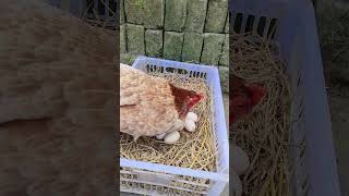 Harvest 10 Eggs in 20 second with Simple Hen Hack [upl. by Marmaduke]