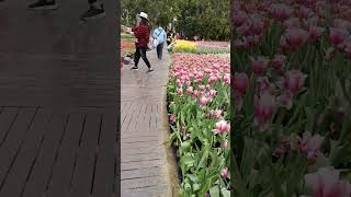 shilin taipei city tulip flowers park [upl. by Lumbye986]