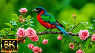 Bird Sounds 4K 🌿 Restore Your Mind and Nervous System 💖 Soothe Anxiety and Energize the Heart [upl. by Nerot]