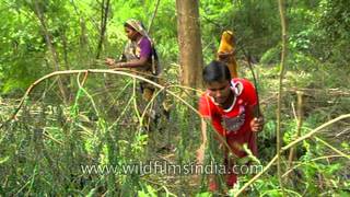 Collecting firewood and timber from Uttar Pradesh forests [upl. by Hyman171]