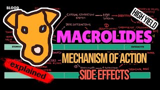 MACROLIDES Mechanism of action Side effects Pharmacology [upl. by Aelaza]