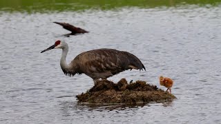 Sandhill crane family [upl. by Asillem]