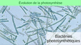 Évolution de la photosynthèse 2  Bactéries photosynthétiques [upl. by Elita863]