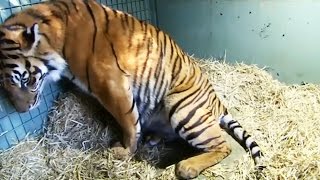 Naissance de deux tigres jumeaux en direct  ZAPPING SAUVAGE [upl. by Aindrea138]