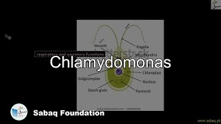 Chlamydomonas Biology Lecture  Sabaqpk [upl. by Divadnahtanoj50]