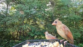 Cardinals Redbellied Woodpecker Titmice Blue Jay [upl. by Sura]