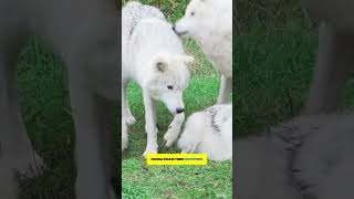 Wolves The Social Predators You Didnt Know About [upl. by Anelav475]