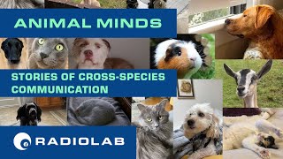 Animal Minds  Radiolab Podcast [upl. by Dietrich]