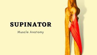 Supinator Muscle Anatomy  Muscle of Posterior Forearm  Doctor Speaks [upl. by Nirtak]