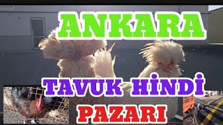 ANKARA TAVUK HİNDİ PAZARI  07112024 [upl. by Yssor339]