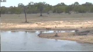 Nov 8 Arathusa Cam Waterbuck chases wild dogs [upl. by Anuait]