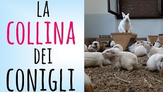 La Collina dei Conigli  Centro di recupero per animali da laboratorio [upl. by Nnaegroeg]