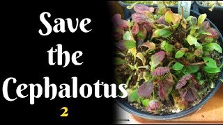 Save the Cephalotus 2 Mold Invasion [upl. by Enaffit]