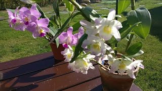 Cuándo y cómo trasplantar una Orquídea Cattleya [upl. by Nara]