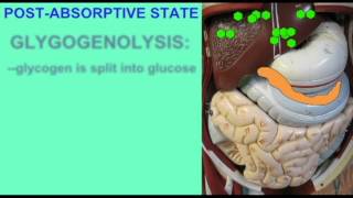 METABOLISM ABSORPTIVE AND POSTABSORPTIVE STATES [upl. by Cristobal470]