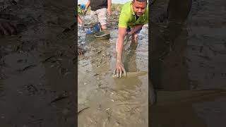 Amazing Big Fish Catch By Hand From Muddy Water Fish fishinglife bigfish village Fishing [upl. by Siram696]