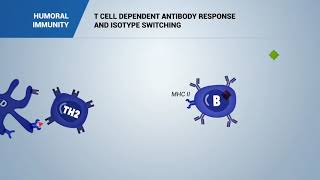 HUMORAL IMMUNITY T cell dependent antibody response and isotype switching [upl. by Jeannette]