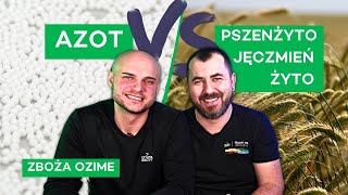 AZOT KONTRA PSZENŻYTO JĘCZMIEŃ I ŻYTO  300 nawozy nonstop [upl. by Amador245]