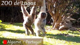 Zoo de Lagos Algarve Portugal [upl. by Jeggar455]