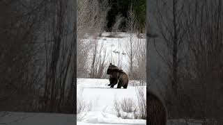 Grizzly Bear 610 cubswrestleJackson Tetons Yellowstone wildlife shorts nature snow playing [upl. by Alenson]