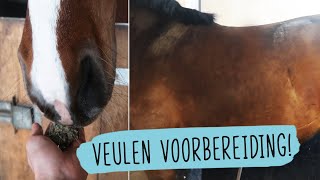 SERIE Veulens afl 1 Voorbereiding op het veulen  47  HorseFitShop [upl. by Dustman625]