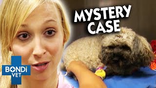 Shih Tzu Is Bleeding From Her Rear End 😭 Bondi Vet Clips  Bondi Vet [upl. by Melan137]