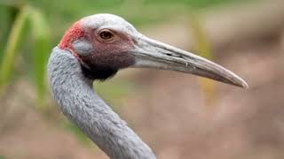 Facts About Brolga Bird [upl. by Grubman551]