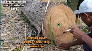 Rangkaian Alur penebangan kayu Jati Perhutani Blora sebelum diangkut ke TPK logging Teak Wood [upl. by Ainnos]