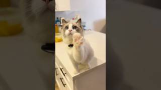 My Cat Suddenly Shows up When I Open the Fridge [upl. by Benildas]