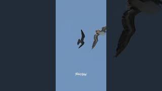 Peregrine falcon vs pelican shorts [upl. by Hasan]