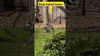 Ringtailed lemur ringtailedlemur lemur shortsfeed ytshorts yoitubeshorts wildlife [upl. by Ruford627]