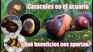 Caracoles 🐌 en el acuario ¿ Angeles 😇 o Demonios 😈 [upl. by Nnalyrehs]