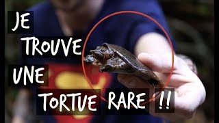 JE TROUVE UNE TORTUE RARE  TOOPET VLOG HERPING THAÏLANDE [upl. by Cowles]