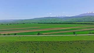 Group of cows are grazing on green grass along the road in front of mountain range on the horizon [upl. by Jacky749]