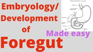 Foregut development Foregut Embryology Correlation with coeliac trunkCoeliac artery and branches [upl. by Merle]