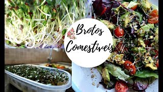 COMO FAZER BROTOS COMESTÍVEIS EM CASAHOW TO MAKE EASY SPROUTS AT HOME [upl. by Yusuk171]