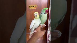 Parrot voice parrot parrottalking birds talkingparrot bird alexandrine cockatielbird viral [upl. by Winstonn]