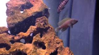 Telmatochromis Dhonti [upl. by Saravat]