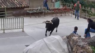 TOROS ENSOGADOS EN CABRETÓN LA RIOJA 17 09 2016 [upl. by Griffy206]