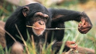 Wild Animals Chimp Uses Twig to Fish for Termites [upl. by Eneleh]