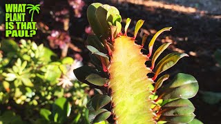 Euphorbia Trigona Royal Red  Commonly planted in Central Africa  evergreen succulent plant [upl. by Eeliak]