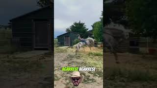 Mis respetos 🤠 girl caballos ranchlife [upl. by Orpheus]