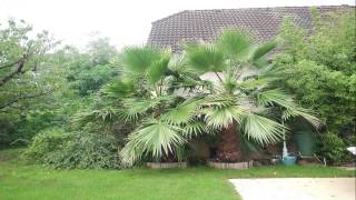 Washingtonia six mois de pousse dun palmier [upl. by Attikin547]