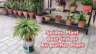 यह 10 पौधे एकसाथ लगा डालो हवा शुद्ध हो जाएगी  Spider plant  Indoor plant [upl. by Cayser]