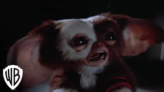 Gremlins 2 The New Batch  Gremlins Multiply  Warner Bros Entertainment [upl. by Certie]