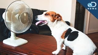 How To Protect Your Pet From Summer Heat [upl. by Eimilb191]