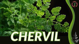 CHERVIL herb care growing and tips Anthriscus cerefolium [upl. by Ahseinek]