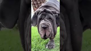 Mastino Napoletano neapolitanmastiff mastinonapoletano molosserdogs [upl. by Rask953]