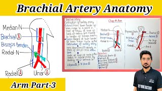 Brachial Artery Anatomy OriginCourseBranches amp RelationsArm Part3 [upl. by Lewse]