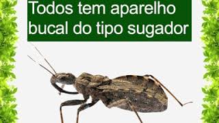 SAIBA MAIS Ordem Hemiptera [upl. by Asiat53]